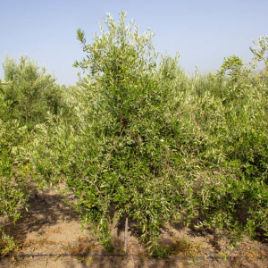 I-49<sup>P</sup> Árbol