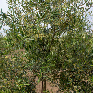 Coratina I-114<sup>®</sup> Detalle