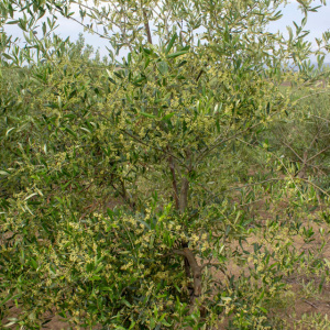 I-49<sup>P</sup> Detalle