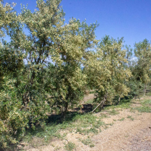 I-39<sup>P</sup> Líneo
