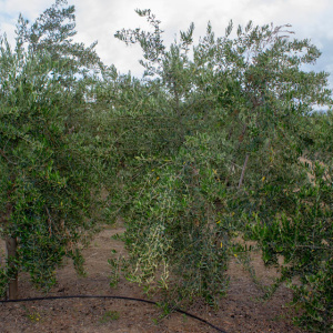 I-52<sup>P</sup> Árbol
