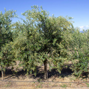I-52<sup>P</sup> Árbol