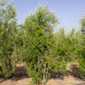 I-20<sup>P</sup> Árbol