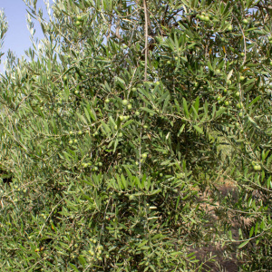 I-25<sup>P</sup> Detalle