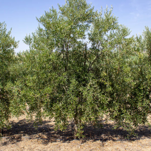 Arbequina Clon I-21<sup>®</sup> Árbol
