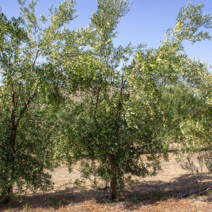 I-39<sup>P</sup> Árbol