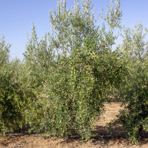 I-25<sup>P</sup> Árbol