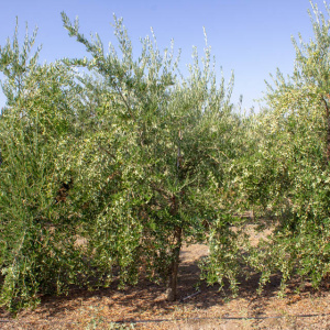 I-52<sup>P</sup> Árbol