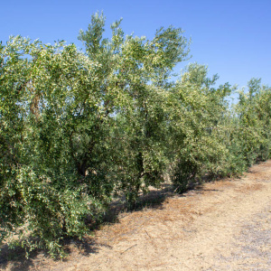 I-39<sup>P</sup> Líneo