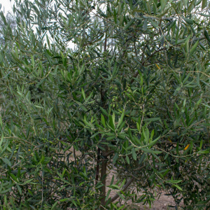 Coratina I-114<sup>®</sup> Detalle