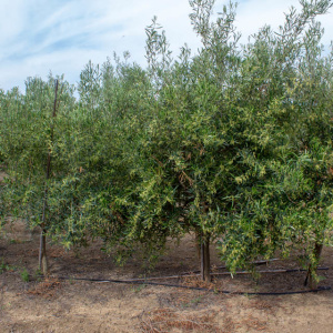 I-41<sup>P</sup> Árbol