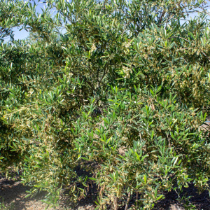 Arbosana Clon I-43<sup>®</sup> Detalle
