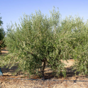 I-44<sup>P</sup> Árbol