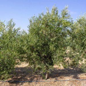 I-13<sup>P</sup> Árbol