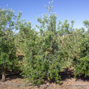 I-29<sup>P</sup> Árbol