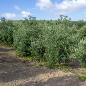 I-29<sup>P</sup> Líneo