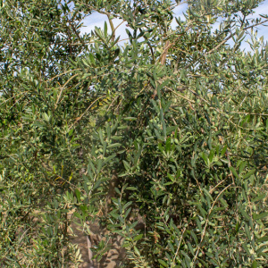 I-27<sup>P</sup> Detalle