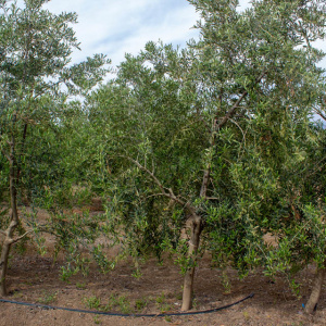 I-54<sup>P</sup> Árbol