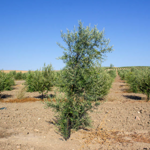 Nevadillo Fino I-68<sup>®</sup> Árbol