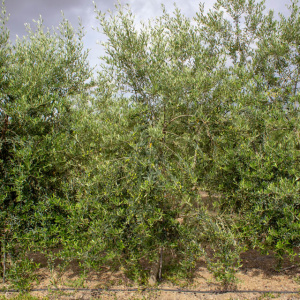 I-28<sup>P</sup> Árbol