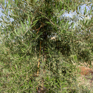 I-12<sup>P</sup> Detalle