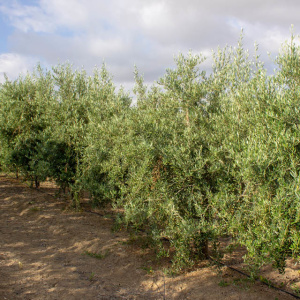 Sikitita<sup>P</sup> Líneo