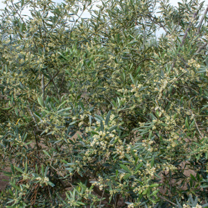 Manzanillo Cacereño Clon I-57<sup>®</sup> Detalle