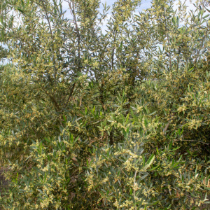 Koroneiki Clon I-38<sup>®</sup> Detalle