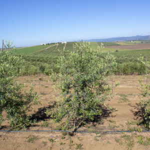 I-12<sup>P</sup> Árbol