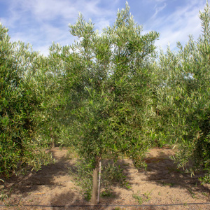 I-40<sup>P</sup> Árbol