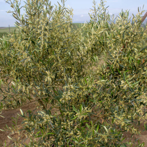 Cornezuelo Jaén I-58<sup>®</sup> Detalle