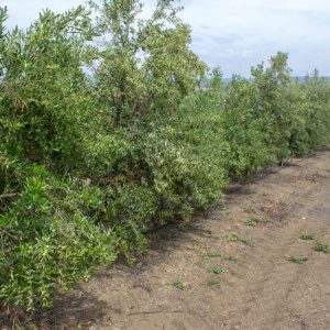 Blanqueta Clon I-55<sup>®</sup> Líneo