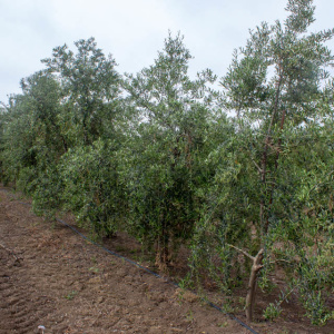 I-54<sup>P</sup> Líneo