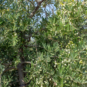 I-29<sup>P</sup> Detalle