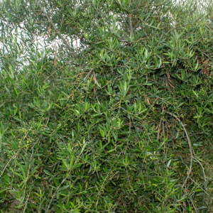 I-19<sup>P</sup> Detalle