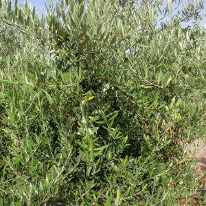 I-48<sup>P</sup> Detalle