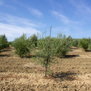 Lechín De Sevilla I-122<sup>®</sup> Árbol