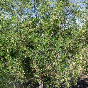 I-20<sup>P</sup> Detalle
