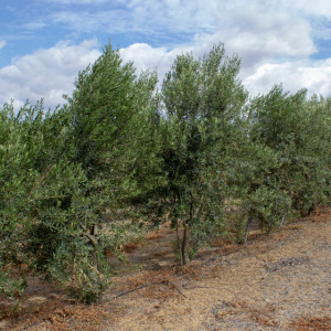 I-10<sup>P</sup> Líneo