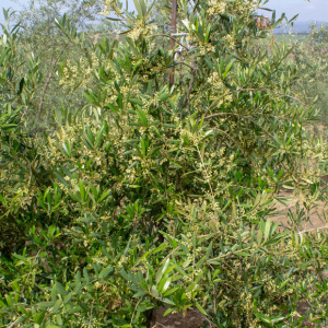 Arbosana Clon I-43<sup>®</sup> Detalle