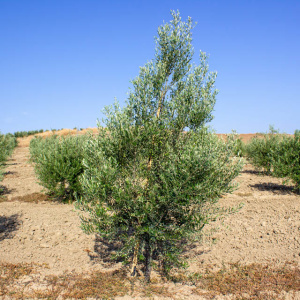 Blanqueta Clon I-55<sup>®</sup> Árbol