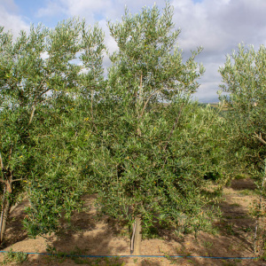 Manzanillo Cacereño Clon I-57<sup>®</sup> Árbol