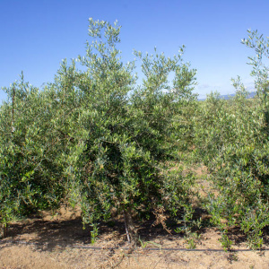 I-48<sup>P</sup> Árbol
