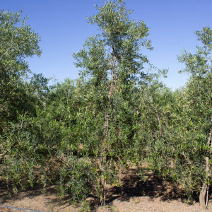 I-54<sup>P</sup> Árbol