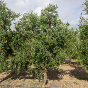 I-37<sup>P</sup> Árbol