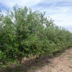 I-22<sup>P</sup> Líneo