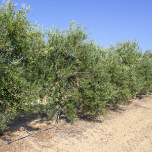 I-13<sup>P</sup> Líneo