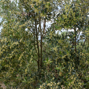I-10<sup>P</sup> Detalle