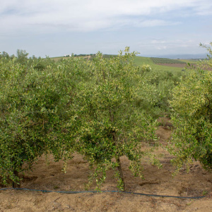 I-49<sup>P</sup> Árbol