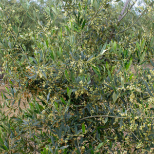 I-16<sup>P</sup> Detalle